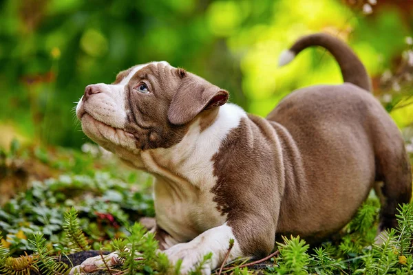 Close-up de um filhote de cachorro americano Bully, um pequeno filhote de cachorro frolics e corre ao sol entre a grama, um filhote de cachorro muito bonito no gramado, espaço lanças. — Fotografia de Stock