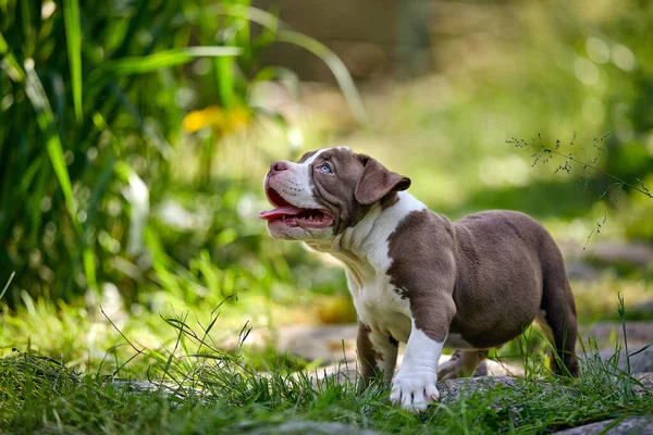 Retrato de un divertido cachorro American Bully joven en un paseo por el parque, descansando en un exuberante césped verde segado, planes kurpny, adorable cachorro en un césped verde, espacio de copia. —  Fotos de Stock