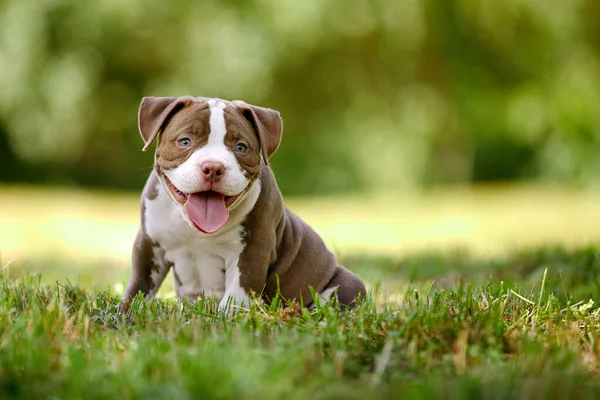 Gros plan d'un chiot Bully américain, un petit chiot frémit et court au soleil parmi l'herbe, un chiot très mignon sur la pelouse, lance l'espace. — Photo