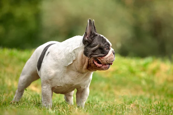 Retrato de un cachorro bulldog francés blanco con manchas negras sobre un fondo de hierba verde, espacio de copia —  Fotos de Stock
