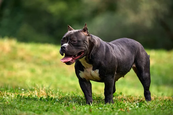 Mujer negra bravucón americano en el césped, posando maravillosamente para la cámara toda la gracia y el poder del cuerpo, copias del espacio, un paseo con el bravucón americano — Foto de Stock