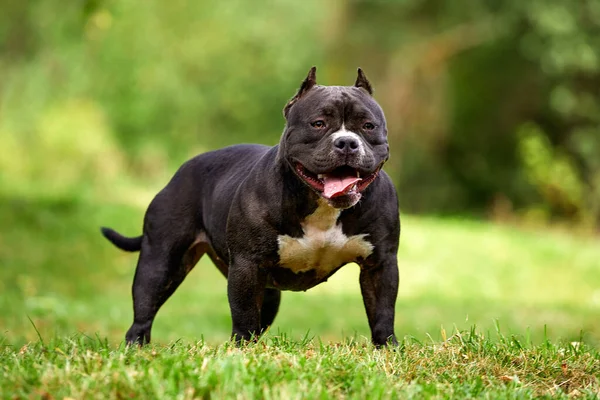 Bitch American bully on the lawn, beautifully posing in front of the camera with all the grace and power of her body, copy space, walk with an American bully — Foto Stock