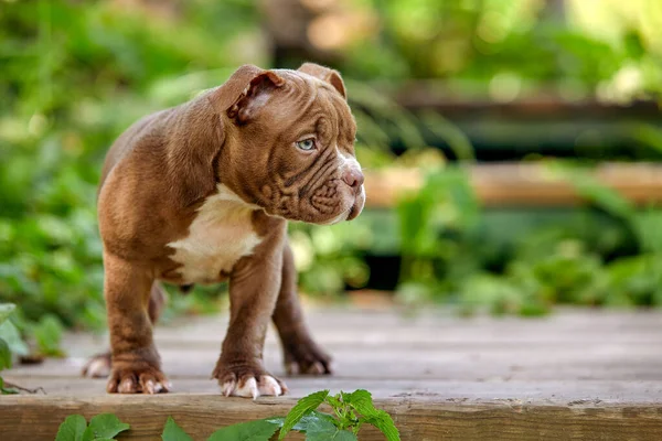 American Bully filhote de cachorro roxo na passarela de madeira no jardim, um filhote de cachorro bonito esportes e jogar no jardim, espaço de cópia. — Fotografia de Stock