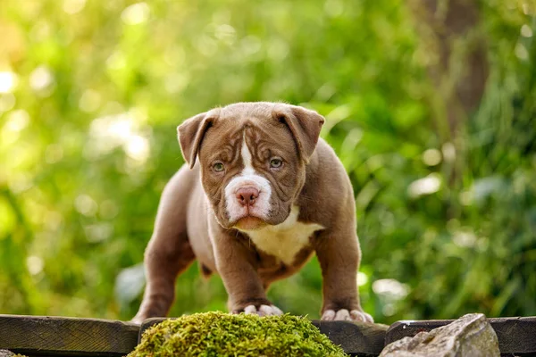 American Bully filhote de cachorro roxo na passarela de madeira no jardim, um filhote de cachorro bonito esportes e jogar no jardim, espaço de cópia. — Fotografia de Stock