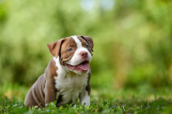 American bully filhote de cachorro na grama verde, bonito filhote de cachorro frolics e joga no gramado verde, espaço cópia. — Fotografia de Stock