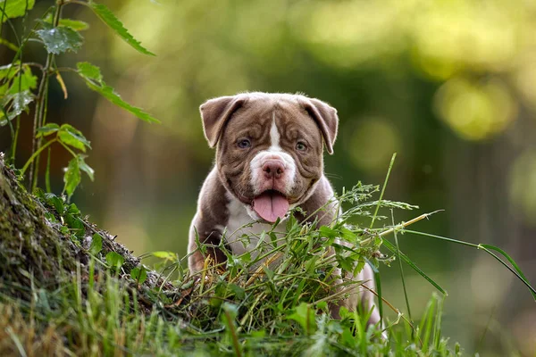 Petit chiot tyran américain jouant parmi les pierres et l'herbe dans le jardin, belle lumière, chiot savonneux, copyspace. — Photo