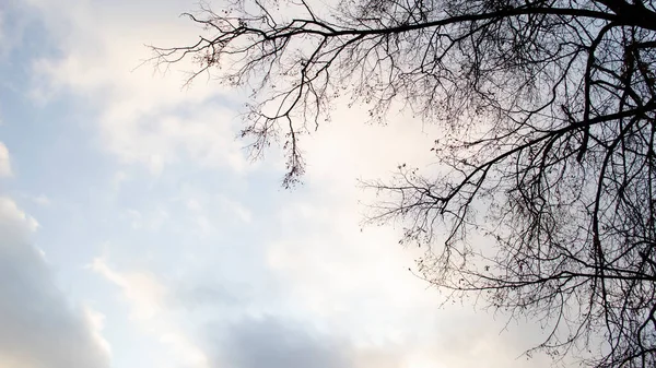 Brunch Tree Silhouette Sunset Sky Background — Stock fotografie