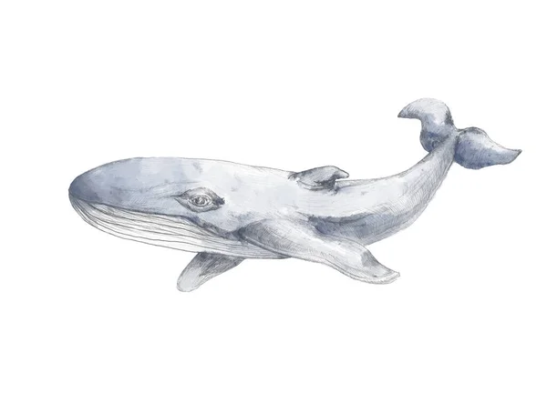 Ilustración Ballena Dibujada Mano Ballena Soltera Sobre Fondo Blanco Boceto —  Fotos de Stock