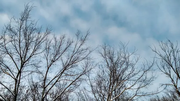 Bezlisté Větve Siluety Modrém Pozadí Oblohy Bílé Mraky Slunečné Počasí — Stock fotografie
