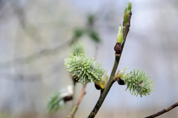 Söğüt ağacı. Söğüt çiçeği, yakın plan. Bahar arka planı. Yumuşak odak ve bokeh.