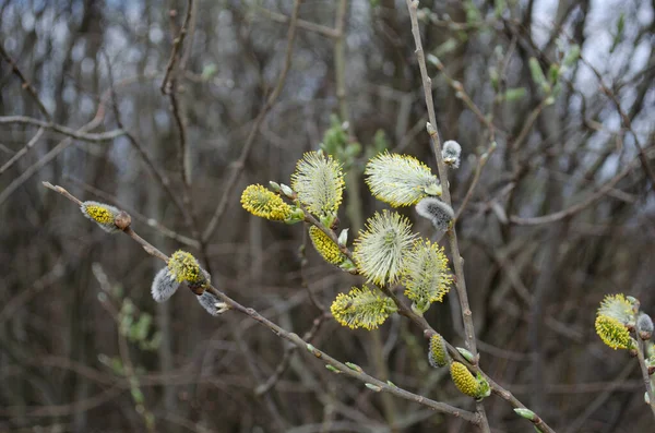 Krzak Wierzby Willow Zakwita Bliska Wiosenne Tło Miękkie Skupienie Bokeh — Zdjęcie stockowe