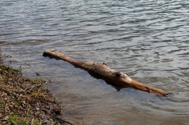Suyun içindeki kuru kütük. Gölette küçük dalgalar.