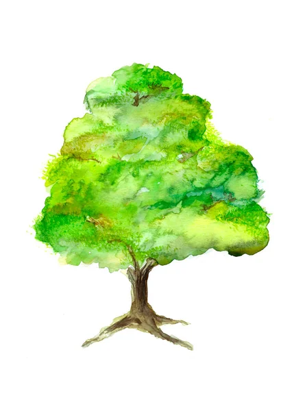 Πράσινα Φύλλα Μονό Δέντρο Λευκό Φόντο Εικονογράφηση Υδατογραφίας — Φωτογραφία Αρχείου