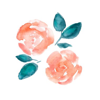 Beyaz arka planda suluboya yaban gülü. Klasik çizim. Pembe gül çiçekleri.