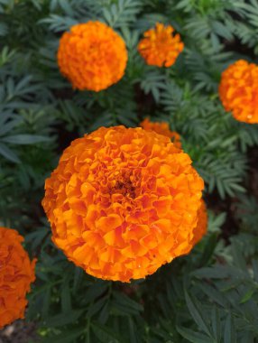 Bright orange marigold flowers bloom amidst green foliage. The flowers have a round shape and layered petals, creating a vibrant garden scene.