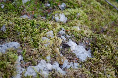 Close-up of green moss covering rocky ground with small stones and patches of white. Natural texture in a forest environment.