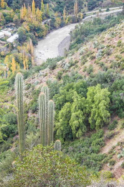 Kaktus a říční údolí San Alfonso, Trail v hoře — Stock fotografie