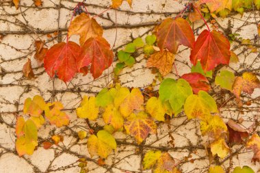 Üzüm bitki yaprakları