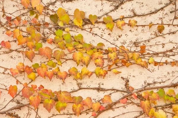Traubenpflanzenblätter — Stockfoto