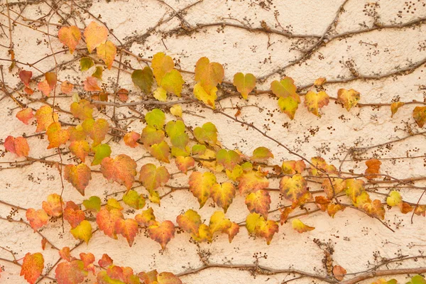 Traubenpflanzenblätter — Stockfoto