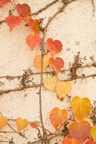 Folhas de uva — Fotografia de Stock