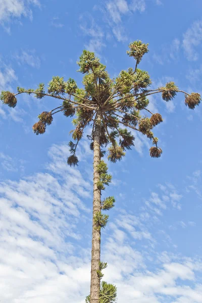 Araucaria angustifolia Parana pine — Stock Photo, Image