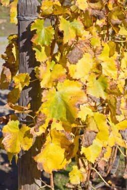 Kuru üzüm bitkiler http://www.Voices.no/mainissues/mi40008000288.php Şili