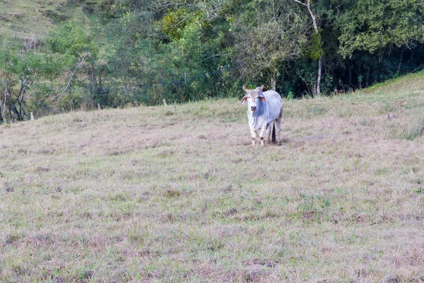 Kuh auf dem Feld — Stockfoto