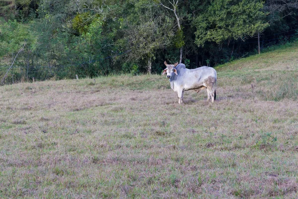 Ko på fältet — Stockfoto