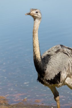 EMU göl kenarında