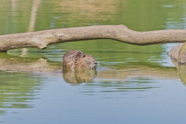 Capibara göl