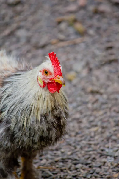 Kip geconfronteerd met de camera — Stockfoto