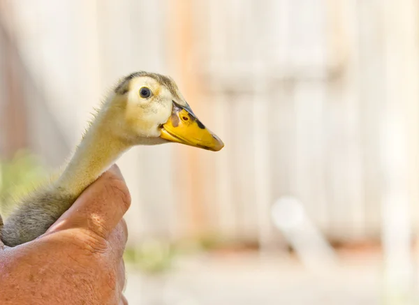 Anka var till kameran — Stockfoto