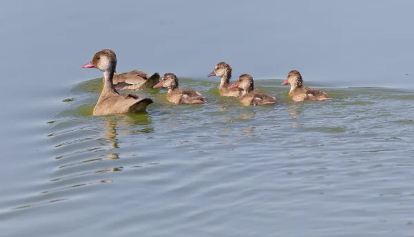 Entenfamilienschwimmen — Stockfoto