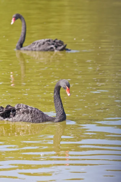 Schwarz schwamm Schwimmen — Stockfoto