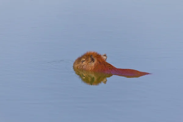 Capivara no lago — Fotografia de Stock