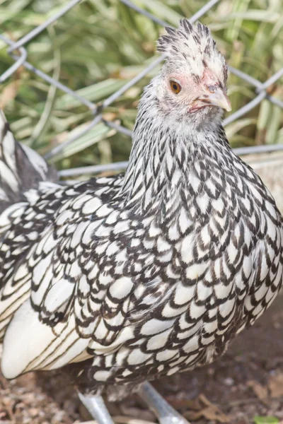 Frango preto e branco voltado para a câmera — Fotografia de Stock