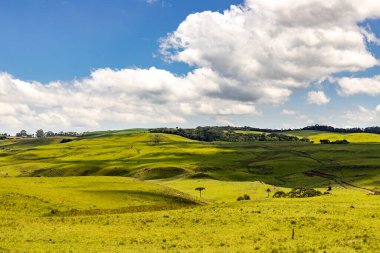 Sao Francisco de Paula, Rio Grande do Sul, Brezilya 'da bulutlu ve Araucaria ağaçlı tarım arazisi