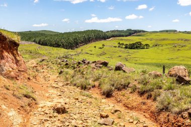 Sao Francisco de Paula, Rio Grande do Sul, Brezilya 'da Pinus ormanı olan bir çiftlik arazisi.