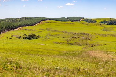 Sao Francisco de Paula, Rio Grande do Sul, Brezilya 'da Pinus ormanı olan bir çiftlik arazisi.