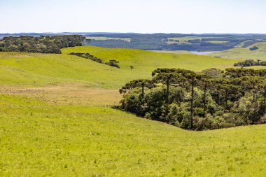 Sao Francisco de Paula, Rio Grande do Sul, Brezilya 'daki Araucaria ormanları ile tarla