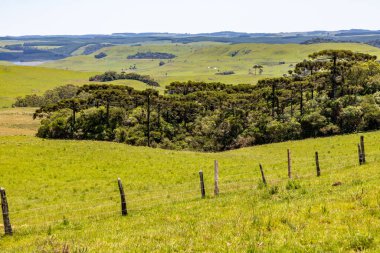 Sao Francisco de Paula, Rio Grande do Sul, Brezilya 'daki Araucaria ormanları ile tarla