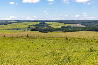 Sao Francisco de Paula, Rio Grande do Sul, Brezilya 'daki Araucaria ormanları ile tarla