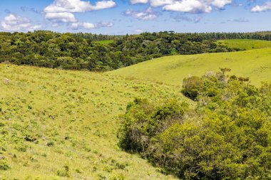 Sao Francisco de Paula, Rio Grande do Sul, Brezilya 'daki Araucaria ormanları ile tarla