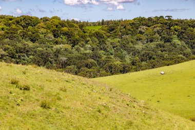 Sao Francisco de Paula, Rio Grande do Sul, Brezilya 'daki Araucaria ormanları ile tarla