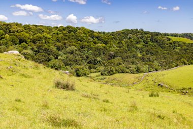 Sao Francisco de Paula, Rio Grande do Sul, Brezilya 'daki Araucaria ormanları ile tarla