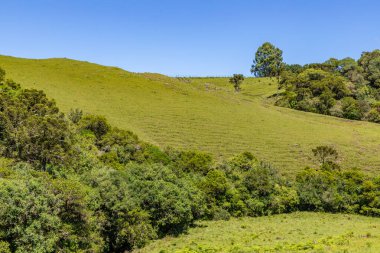 Sao Francisco de Paula, Rio Grande do Sul, Brezilya 'daki Araucaria ormanları ile tarla