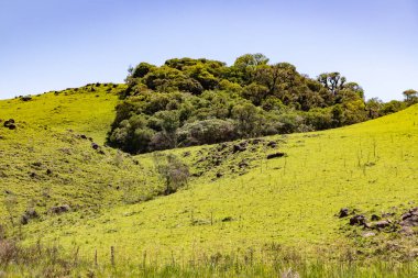 Sao Francisco de Paula, Rio Grande do Sul, Brezilya 'daki Araucaria ormanları ile tarla