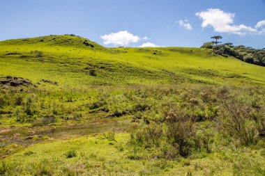 Nehir, çiçekler, bitkiler ve Sao Francisco de Paula 'daki Araucaria ormanı, Rio Grande do Sul, Brezilya