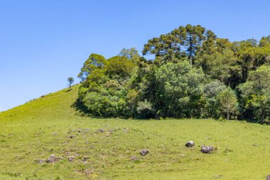 Sao Francisco de Paula, Rio Grande do Sul, Brezilya 'daki Araucaria ormanları ile tarla